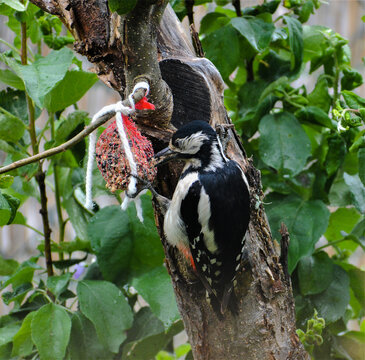 Great Spotted Woodpecker - Dendrocopos major pinetorum he ekes out a bacon dumpling