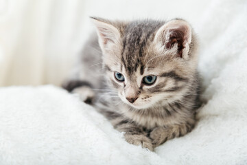Naklejka na ściany i meble Striped tabby Kitten. Portrait of beautiful fluffy gray kitten. Cat, animal baby, kitten with big eyes lies on white plaid
