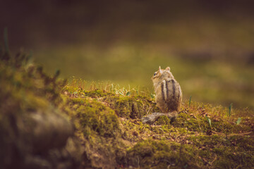 Ruhendes Streifenhörnchen im Moos