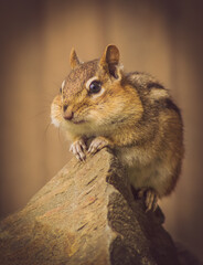 Streifenhörnchen auf einem Stein