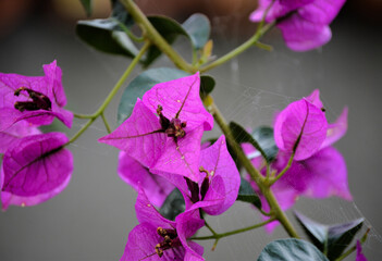 A branch with many purple flowers of the paperflower.