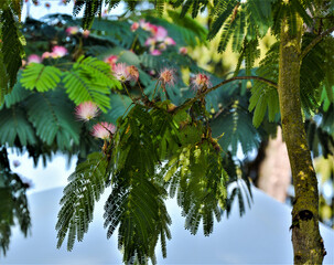 Persian silk tree, Albizia julibrissin var. Rosea is a type of palm with strange-looking flowers.