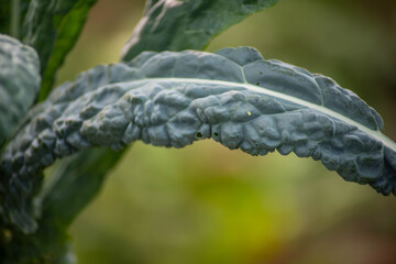 Beautiful blue-green color and defocused bokeh background. Shot in golden hour sunlight with copy space.