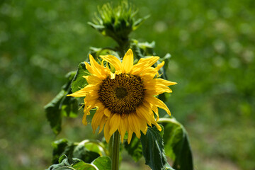 A sunflower Helianthus annuus in full bloom.