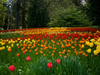 Tulip meadow with a huge variety of different types of tulips.
