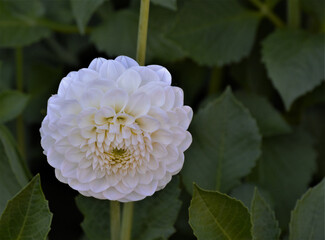 The flowers of the white pompom dahlias and the ball dahlias are spherical and compact. The petals form a tube because they are rolled up along the longitudinal axis. Ryecroft Jan
