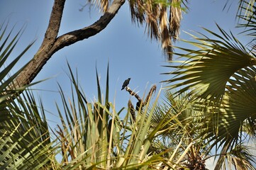 Kruk (Corvus corax) pomiedzy palmami w Afryce. Kenia, rezerwat Samburu - obrazy, fototapety, plakaty