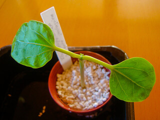 A young plant of the bottle plant shrub Jatropha podagrica. Two leaves are already fully grown, and new sprouts are coming.