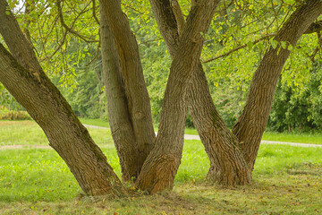 Obraz premium tree trunks on a background of green foliage and grass in the park