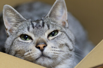 見つめる猫　　サバトラ猫