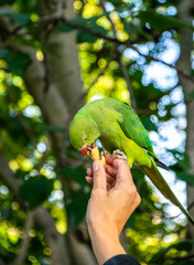 Photo of a green bird eating a peanut from a woman´s hand in the park. Colorful bird