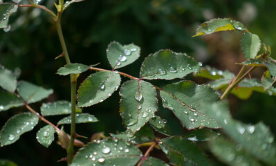 雫のついたバラの葉
