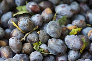 Macro image of plums with leaves