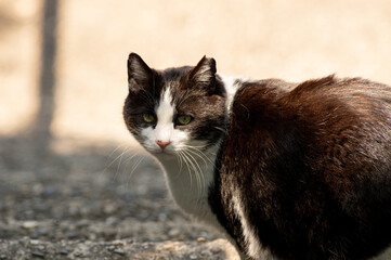 振り向くネコ　　黒白猫