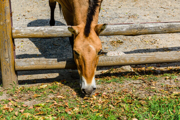 Przewalski wild horse (Equus przewalskii or Equus ferus przewalskii) or mongolian wild horse in a...