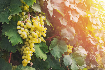 Close-up of green grapes on the vine