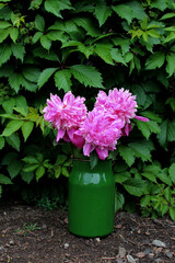 Bouquet of pink peony in a can.Decor in the yard. Beautiful card.