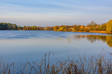 Trees on a bank of lake on autumn
