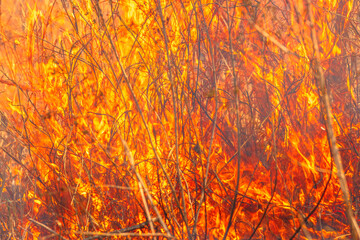 Violent fire in nature. Bright fire outdoors that extends like wildfire. Emergency situation. Blazes. Forest fire in the dry grass.