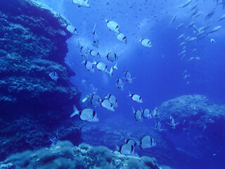 Fototapeta na wymiar underwater landscape with fishes