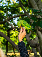 Photo of a green bird eating a peanut from a woman´s hand in the park. Colorful bird