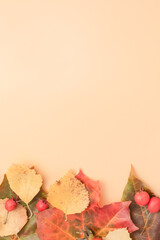 yellow maple leaves on a beige background with space for text. The view from the top.