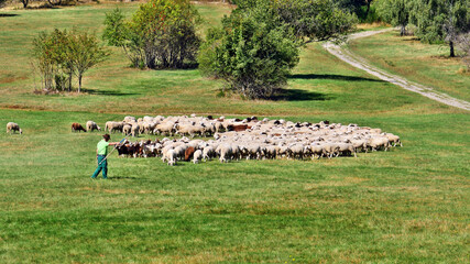 Schäfer mit seiner Herde