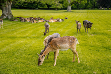 A group of deers resting near medieval Blatna Castle in southern Bohemia, Czech Republic