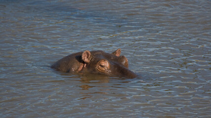 Hippopotamus head looking just above the water surface, Mara River, Kenya