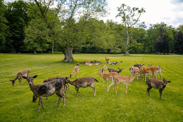 A group of deers resting near medieval Blatna Castle in southern Bohemia, Czech Republic