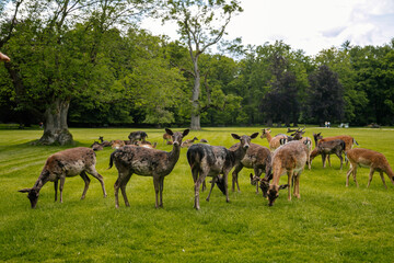A group of deers resting near medieval Blatna Castle in southern Bohemia, Czech Republic