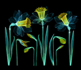 set of daffodils transparent flower white yellow petals, x-ray of daffodil tender tender, stem with leaves, pistils, hand-drawn watercolor, floral frame drawing isolated on black background