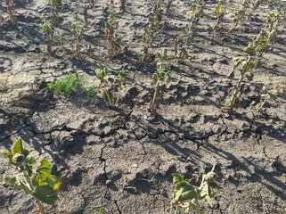 drought on the field. dried and dead plants.