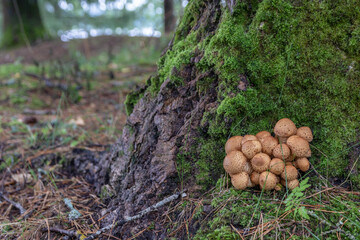 Forest poisonous mushrooms. False mushrooms are small with brown shiny caps, growing in bunches on...