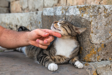 Hand of a man petting a beautiful stray cat with gray background