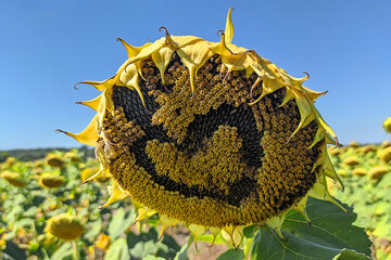 smilies and emoji, on a blooming sunflower. heart symbol.