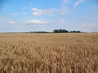 field of wheat