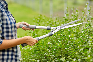 gardening and people concept - woman with pruner or pruning shears cutting branches at summer garden