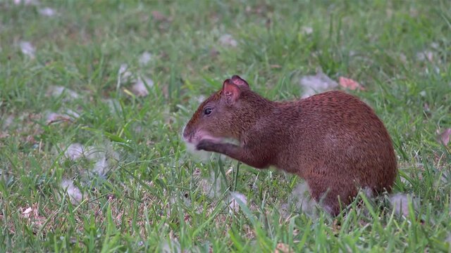 Central American agouti (Dasyprocta punctata) feeding in a  grassland with a summer fluff.  Yucatan, Mexico.