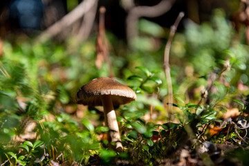 mushroom in the forest