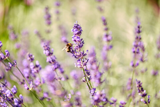 gardening, botany and flora concept - bee pollinating beautiful lavender flowers blooming in summer garden © Syda Productions