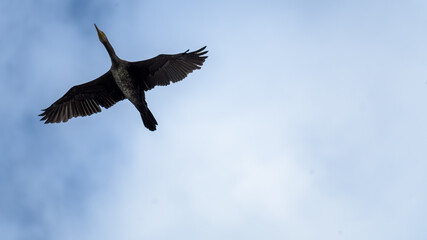 cormorant (Phalacrocorax carbo) flying in the sky