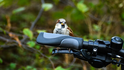 sparrow (Passer domesticus) resting on bike brake lever