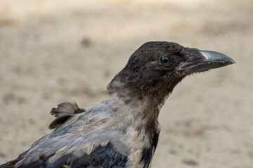 Juvenal hooded crow (Corvus cornix) profile closeup.