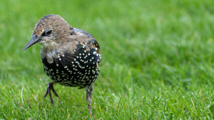 Juvenal starling walking in the grass.