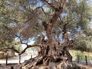 ancient olive tree