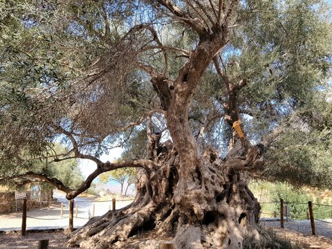 ancient olive tree
