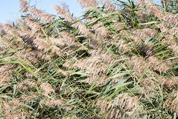 grass in the wind