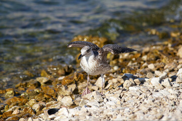 A gray seagull stands on a rocky shore