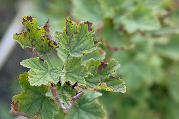 blackcurrant leaves with brown spots affected by fungal disease Anthracnose